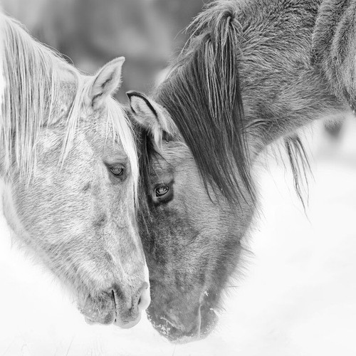 'B and W Horses VII' Graphic Art on Canvas
