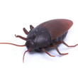 RC Cockroach Infrared Remote Control Kids Toy