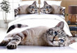 3D Cat Bedding Sets