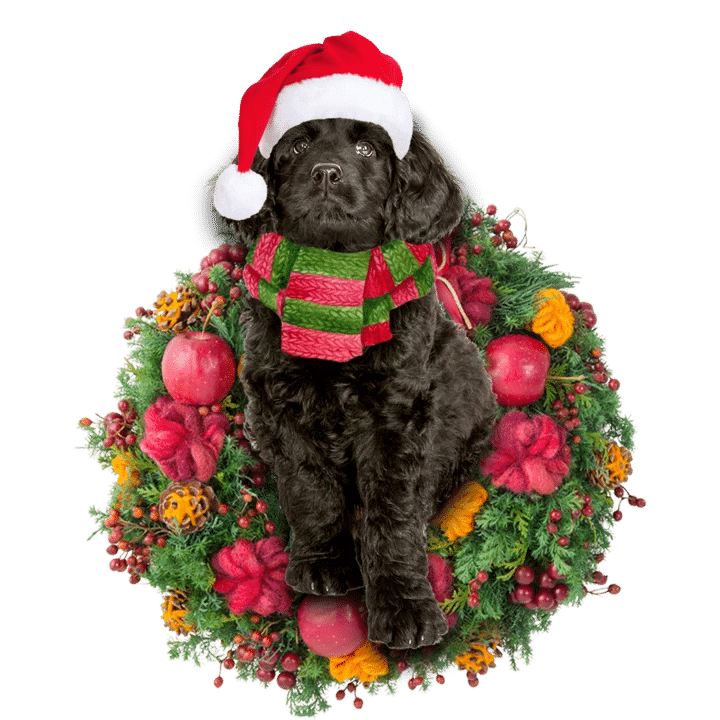 Black Labradoodle Christmas Ornament