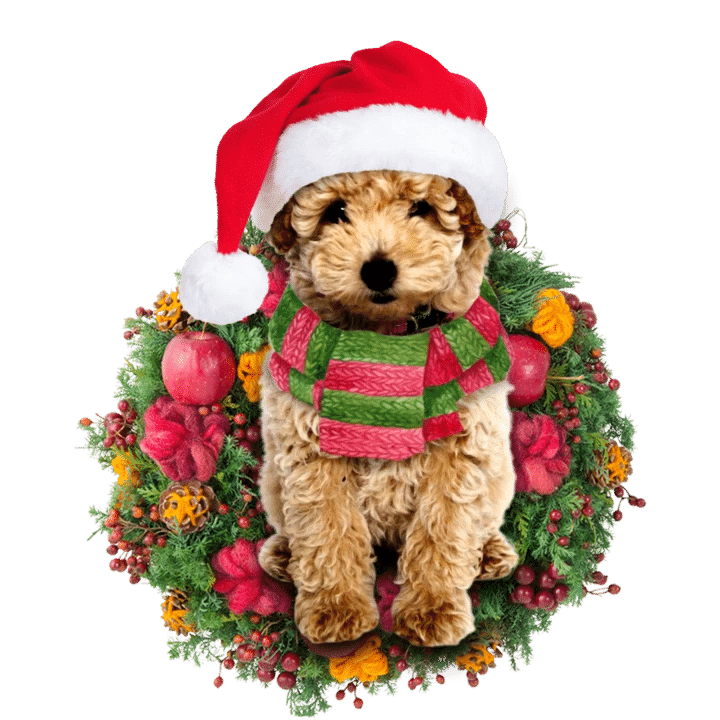 Poodle Christmas Ornament 4