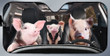 Pig Family Car Sunshade for Pig Lovers Car Protective Sunshade