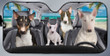 Bull Terrier Family Car Sunshade for Bull Terrier Lovers Car Protective Sunshade