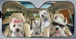 Westies Family Driving Car Sunshade for Westies Lovers Car Protective Sunshade