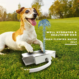 Fun Water Fountain Stimulates Dogs