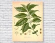 Vintage Coffee In Botanical Scientific Identification Chart And Coffee Bean Kitchen Wall Print Wall Art Decor Canvas - MakedTee