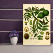 Vintage Walnut Tree Botanical Scientific Identification Chart And Walnut Plant Antique Kitchen Wall Printed Wall Art Decor Canvas Prints