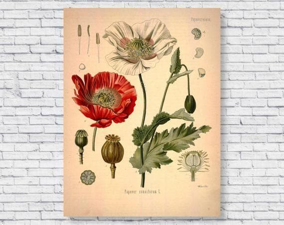 Vintage Opium Botanical Illustration Poster And Opium Poppy Plant Illustration Wall Printed Wall Art Decor Canvas - MakedTee