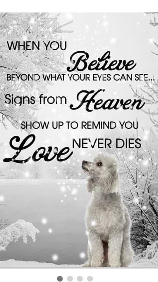 Poodles When You Believe Beyond What Your Eyes Can See Signs From Heaven Printed Wall Art Decor Canvas - MakedTee