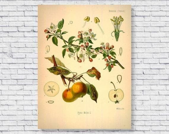Vintage Apple Tree In Scientific Identification Chart And Apple Fruit Plant Kitchen Wall Printed Wall Art Decor Canvas - MakedTee