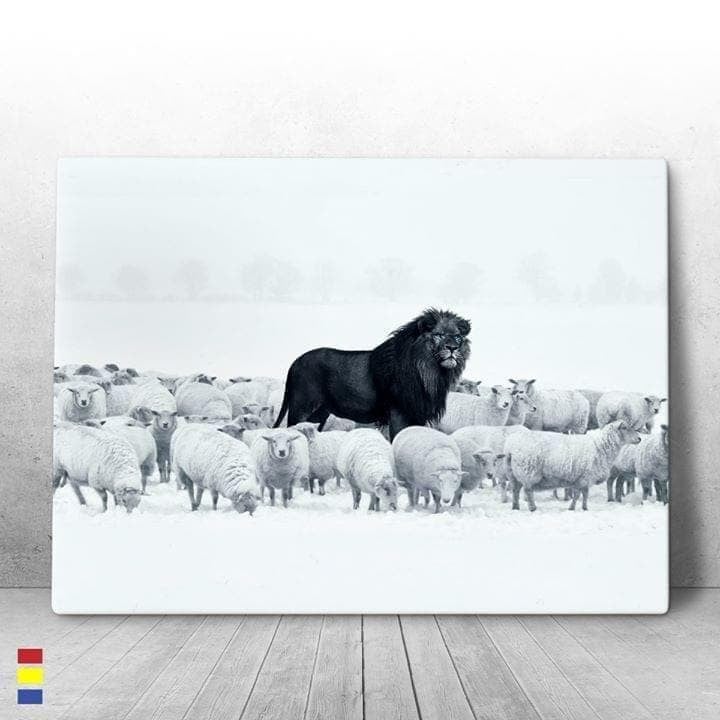 Black Lion Among Sheeps Wall Art Print Canvas - MakedTee