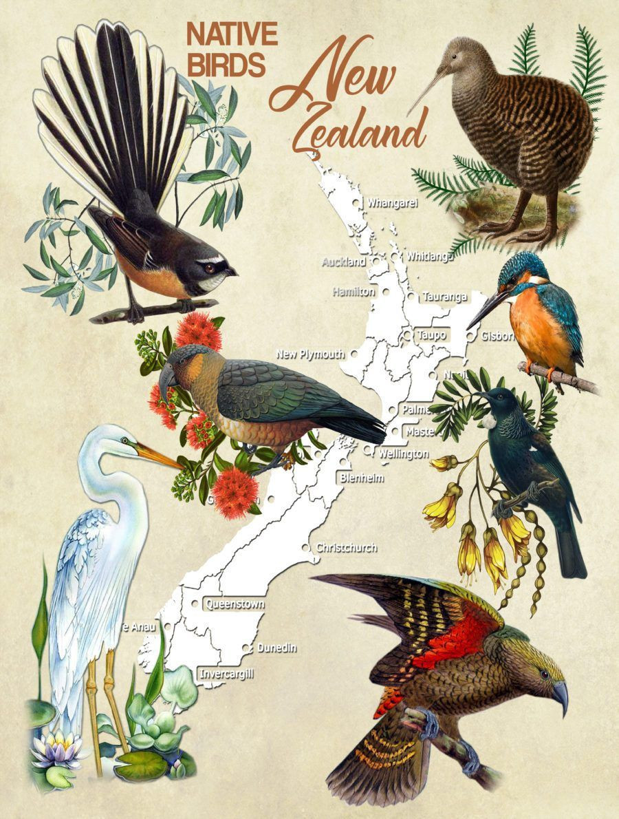 New Zealand Native Birds Poster Puzzle K5