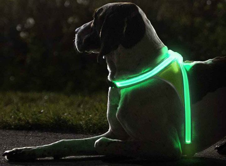 SafeWalk LED Dog Harness