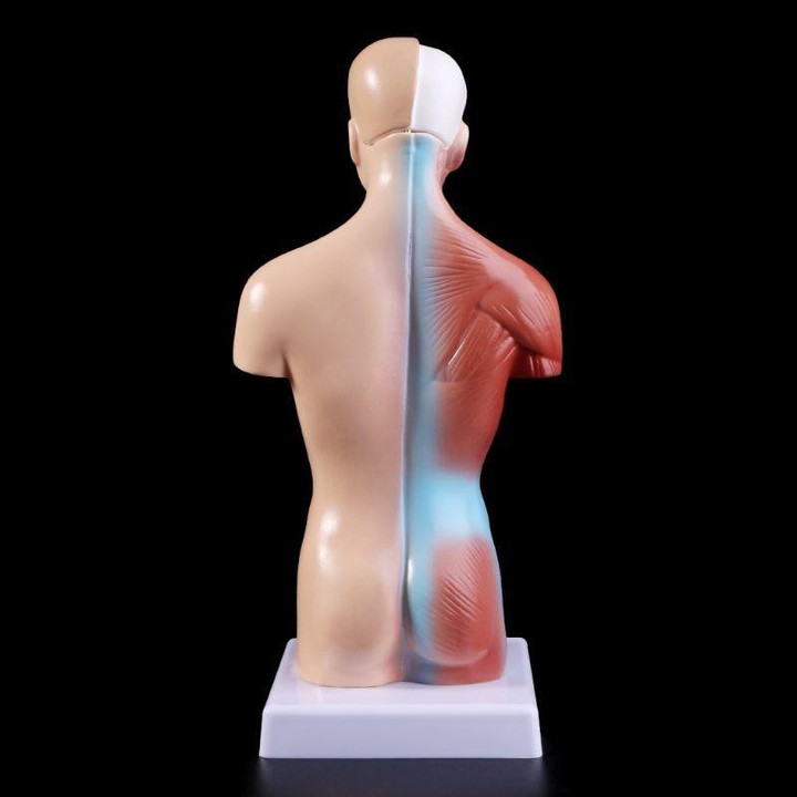 Human Torso Body Model Anatomy Medical Internal Organs For Teaching