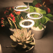 Angel Three Ring Grow Light For Indoor Plants