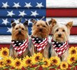 DIWD10005-Yorkshire Terrier WINDOW CURTAINS