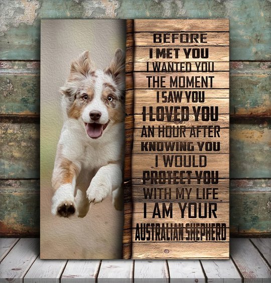 CHD0102 Australian Shepherd Matte Canvas