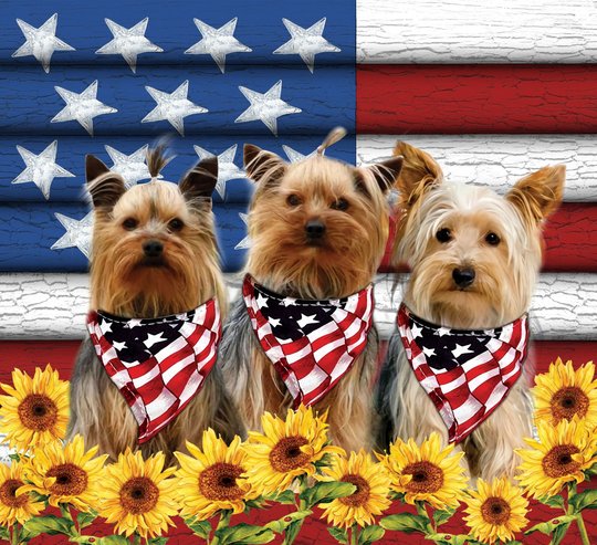 DIWD10005-Yorkshire Terrier WINDOW CURTAINS