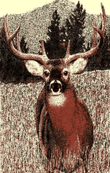 Rustic Elk CLM0201353M Rug