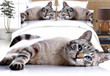 Cat The Lazy Meow CT Bedding Set BEVRDO
