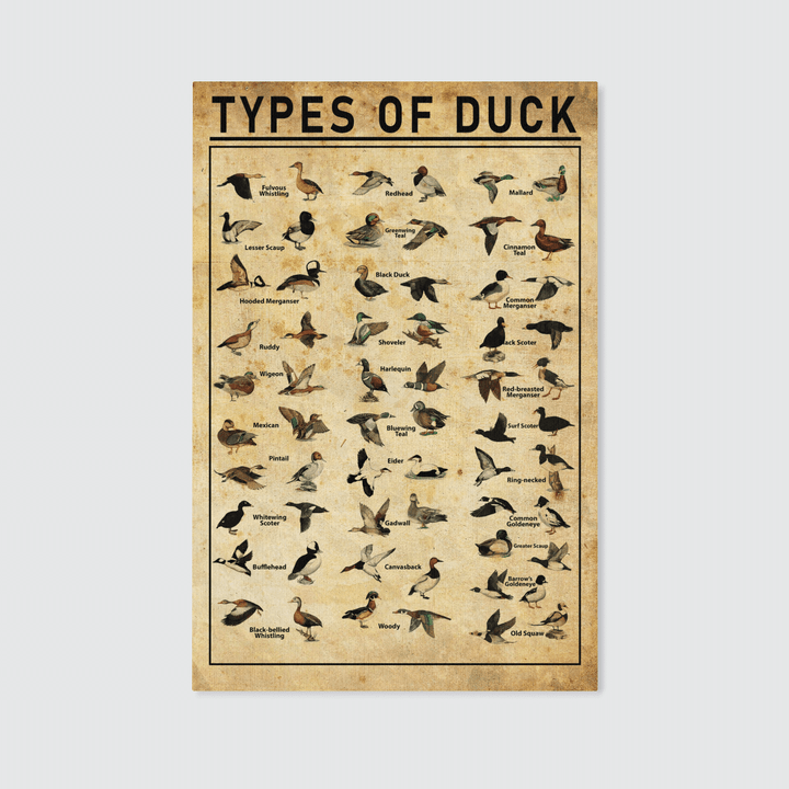 Duck Portrait Canvas | Types Of Duck | TD2103