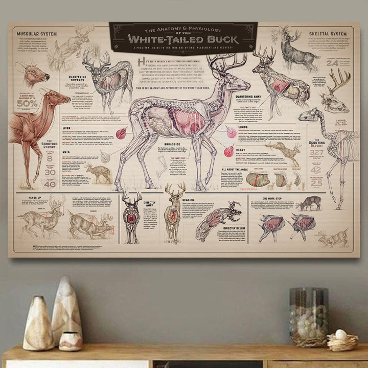 Deer Landscape Poster | Anatomy the white-tail deer | YO2222