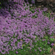 1000+ Purple Creeping Thyme Flower Seeds