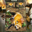 Fox Bedding Sets BDN245979