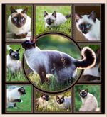 Cute Siamese Cat Quilt Blanket Great Customized Gifts For Birthday Christmas Thanksgiving Perfect Gifts For Cat Lover