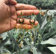 Luna Moth & Moon Opal Earrings/Pressed Flower earrings/Amethyst Moth Dangles Earrings/Statement Earrings/Celestial Witch Healing Crystal