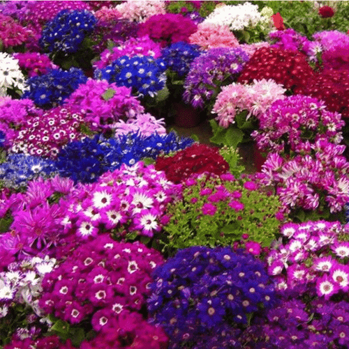 CINERARIA SEEDS MIXED COLOR SEEDS