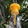 Fruit Fly Trap Killer Plastic Yellow Drosophila Trap Fly/fruit fly trap/homemade fruit fly trap