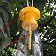 Fruit Fly Trap Killer Plastic Yellow Drosophila Trap Fly/fruit fly trap/homemade fruit fly trap