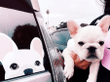 White French Bulldog Car Window Sticker Decal