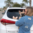 Fawn French Bulldog Car Window Sticker Decal