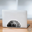 Real Black Labrador Dog Head Looking Out Bumper Car Window Laptop Bottle Sticker Decal