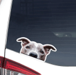 Real Gray Pitbull Dog Car Window Laptop Bottle Sticker Decal