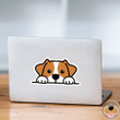 Peeking Jack Russell Terrier Car Window Laptop Bottle Sticker Decal