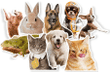 Pet Photo Sticker, Dog Sticker, Cat Sticker