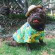 Floral Summer Beach Hawaiian Dog & Cat Shirt