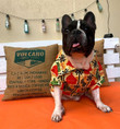 Magnum Hawaiian inspired dog shirt - Luxury dog clothes