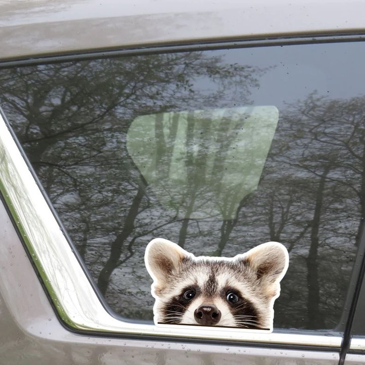 Peeking Raccoon Car Sticker Decal