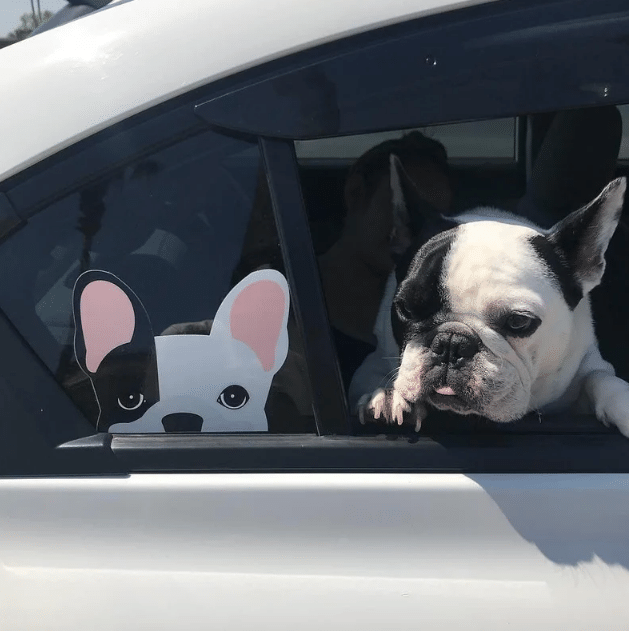 Black L Pied French Bulldog Car Window Sticker Decal