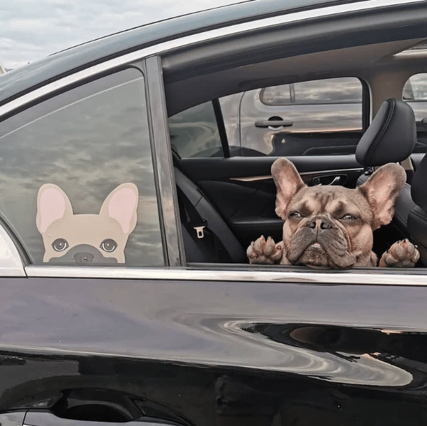 Peeking French Bulldog Car Window Sticker Decal