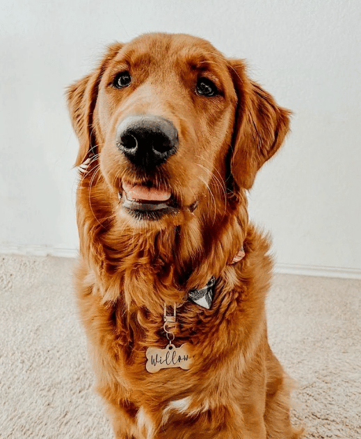 Custom Pet Name Dog/Cat ID Collar Tag, Dog Tag Bone