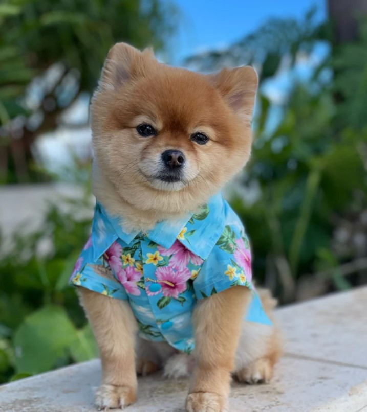 Vintage Taste Dog's Hawaiian Shirt with Hibiscus and Diamond Head