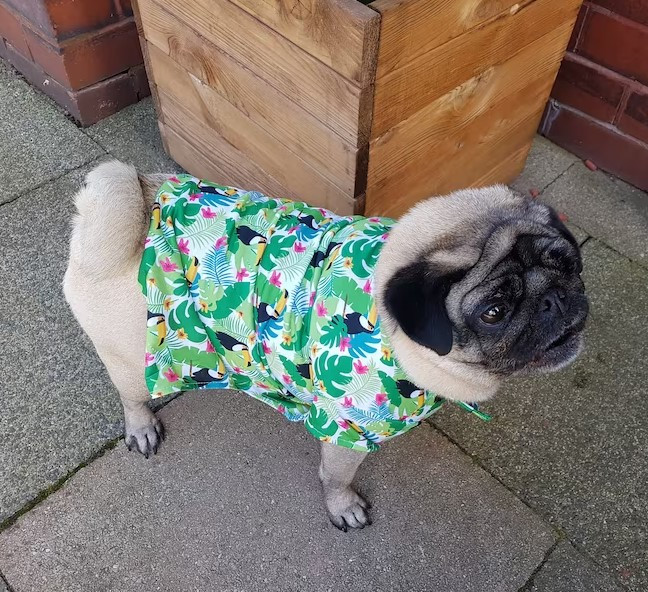 Hawaiian dog pet shirt in a stretch