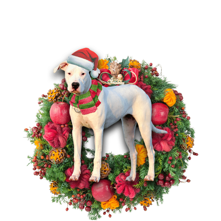 Dogo Argentino Christmas YC0811569CL Ornaments
