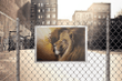 Lion And God Canvas Poster