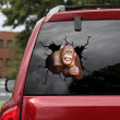 Orangutan Crack Decal Items Funny Pictures Custom Window Decals , Mercedes Benz Logo Sticker 12x12IN 2PCS